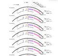 AAV-hSyn-iGABASnFR-2A-NES-jRGECO1a-WPRE-SV40 pA