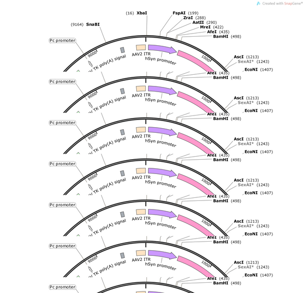 AAV-hSyn-iGABASnFR-2A-NES-jRGECO1a-WPRE-SV40 pA