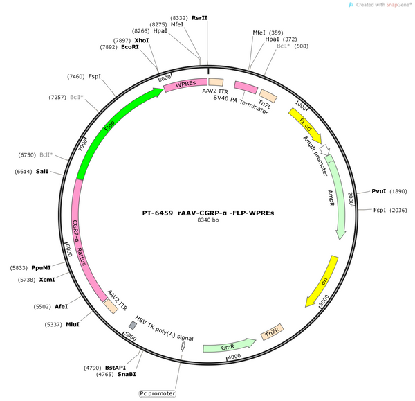 AAV-CGRP-α-FLP-WPRE-pA