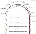 AAV-GFaABC1D-G-Flamp1-R307E(mut)-WPRE-pA