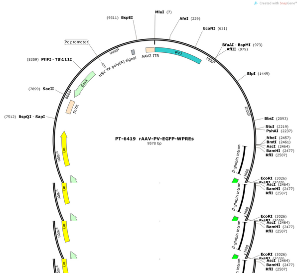 AAV-PV-EYFP-WPRES
