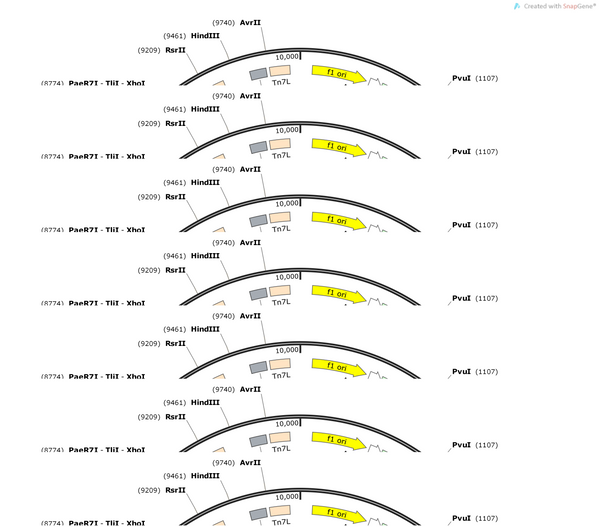 AAV-CAG-luciferase-P2A-EGFP-WPREs