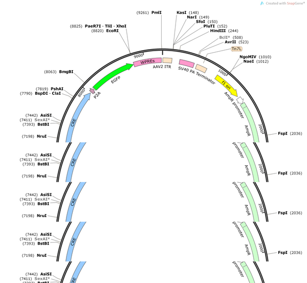 AAV-mSncg-CRE-P2A-EGFP-WPREs