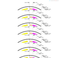 AAV-hGFAP(681)-EGFP-WPRE-hGH polyA