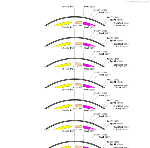 AAV-hGFAP(681)-EGFP-WPRE-hGH polyA