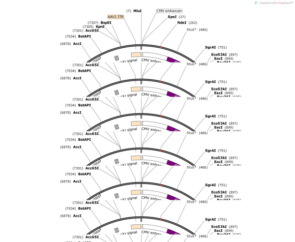 AAV-CMV enhancer-GFAP(681)-EGFP-WPRE-pA