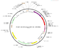 AAV-CMV enhancer-GFAP(681)-RFP-WPRE-pA