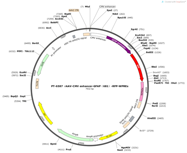 AAV-CMV enhancer-GFAP(681)-RFP-WPRE-pA