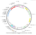 AAV-U6-spsgRNA(empty)bGH polyA-EF1a-Cre-P2A-mCherry(mut)-WPR