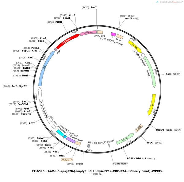 AAV-U6-spsgRNA(empty)bGH polyA-EF1a-Cre-P2A-mCherry(mut)-WPR