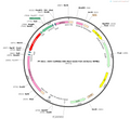 AAV-CaMKIIα-DIO-Mscl-G22S-F2A-mcherry-WPREs