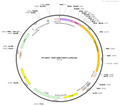 AAV-EAlb-hAAT-Luciferase