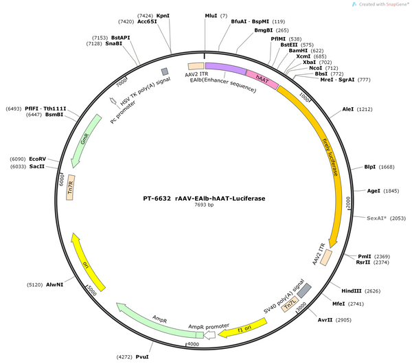 AAV-EAlb-hAAT-Luciferase