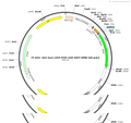 AAV-hsyn-LOXP-STOP-LOXP-EGFP-WPRE-hGH polyA