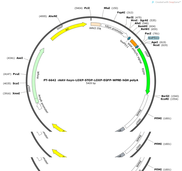 AAV-hsyn-LOXP-STOP-LOXP-EGFP-WPRE-hGH polyA
