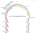 AAV-GFaABC1D-iGABASnFR-WPRE-SV40 polyA