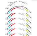 AAV-CAG-iGluSnFR(A184S)-P2A-mCherry-WPREs