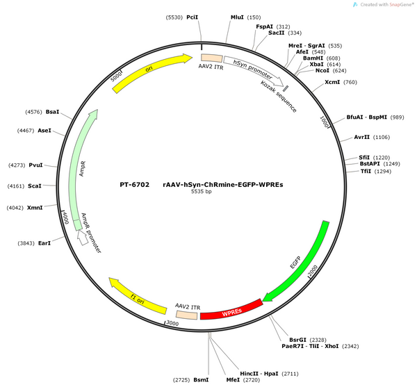 AAV-hSyn-ChRmine-EGFP-WPREs