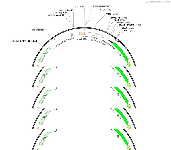 AAV-CMV-EGFP-RPL10a-WPRE-pA