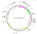 AAV-hCD68-EGFP-WPRES