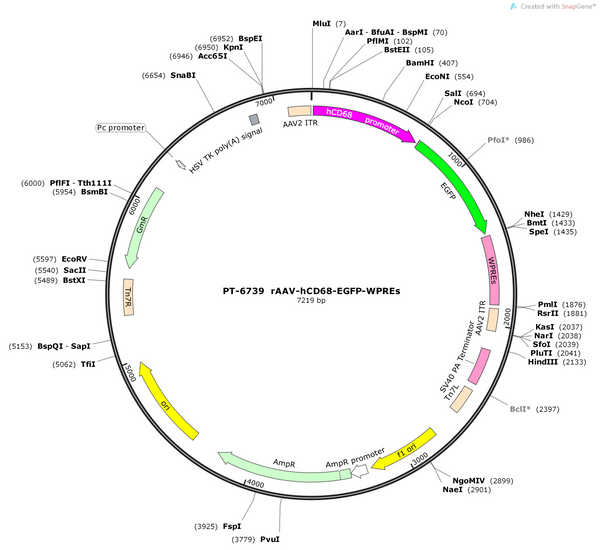 AAV-hCD68-EGFP-WPRES