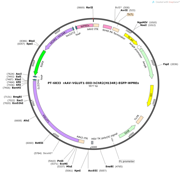 AAV-VGLUT1-DIO-CHR2-EGFP