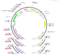AAV-4×{U6-shRNA(scramble)}-CMV-EGFP-pA