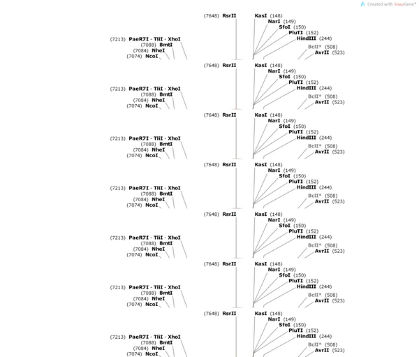 AAV-GAD67(m)-DIO-EGFP-WPRE-hGH polyA