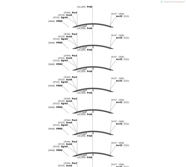 AAV-3×{U6-spsgRNA(scramble)}-EF1α-Cre-2A-mCherry-WPRES