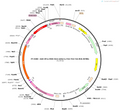 AAV-nEF1α-fDIO-NLS-mCherry-F2A-TVA-T2A-RVG-WPREs