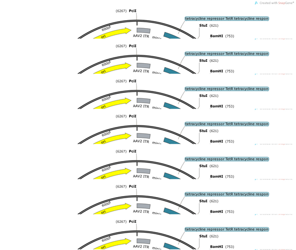 AAV-TRE-DIO-ChR2-EYFP-WPRE-PA