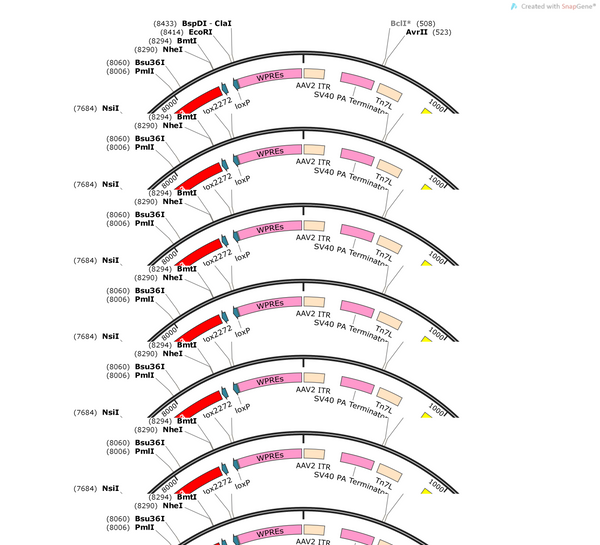 AAV-hSyn-DIO-taCasp3-TEVp-P2A-mcherry-WPREs