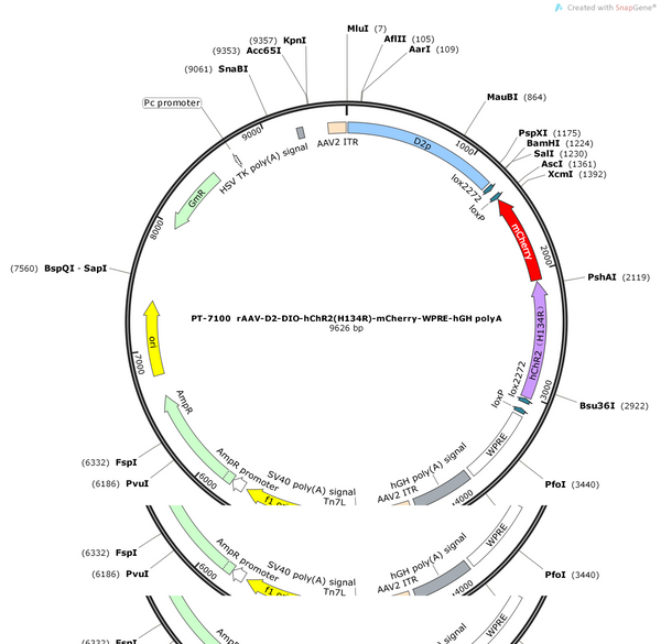 AAV-D2-DIO-hChR2(H134R)- mcherry -WPREs