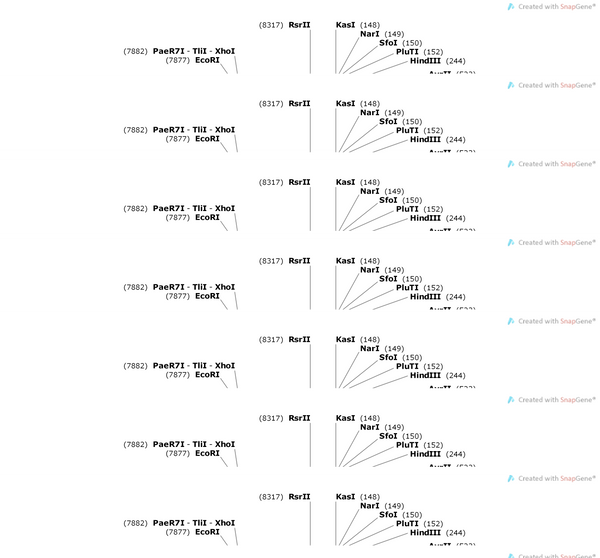 AAV-CaMKIIa-Mscl-G22S-F2A-EGFP-WPREs