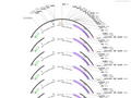 AAV-hsyn-tau(P301S)-EGFP-WPRE-hGH polyA