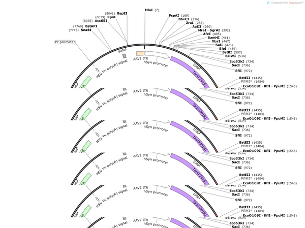 AAV-hsyn-tau(P301S)-EGFP-WPRE-hGH polyA