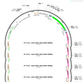 AAV-SFFV-DIO-EGFP-WPRE-hGH polyA