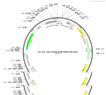 AAV-mCD68-EGFP-WPRE-hGH polyA