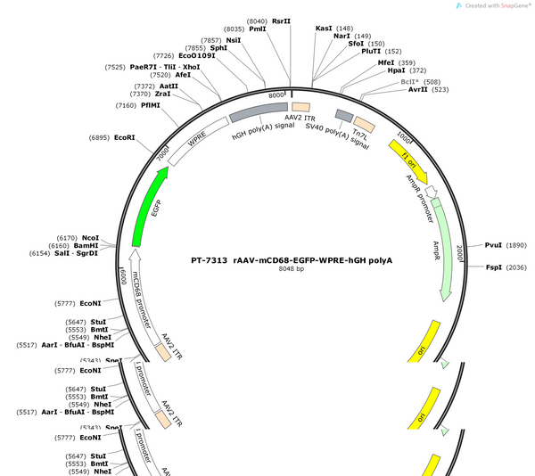 AAV-mCD68-EGFP-WPRE-hGH polyA