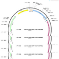 AAV-D1-DIO-EGFP-T2A-TK-WPRE-hGH polyA