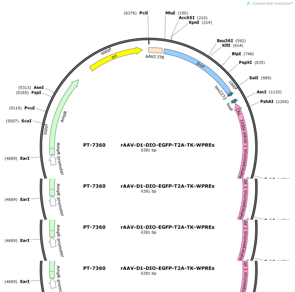 AAV-D1-DIO-EGFP-T2A-TK-WPRE-hGH polyA