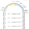 AAV-D2-DIO-EGFP-T2A-TK-WPREs