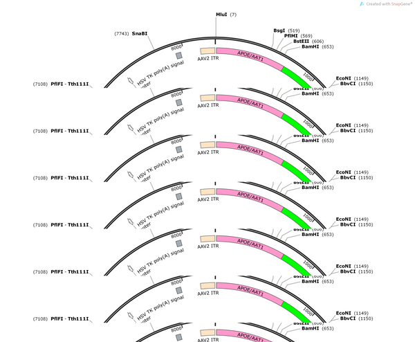 AAV-APOE/AAT1-HDV1.2x(G)-bGH polyA