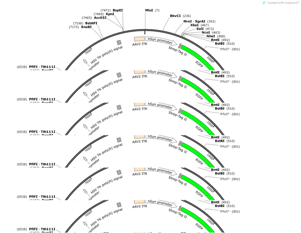 AAV-hsyn-ClopHensor-WPREs