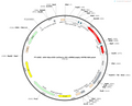 AAV-hSyn-DIO-(mCherry-U6)-shRNA(empty)-WPRE-hGH polyA