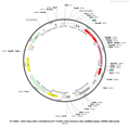 AAV-hSyn-DIO-{(hChR2(E123T T159C)-P2A-mCherry-U6}-shRNA(empty