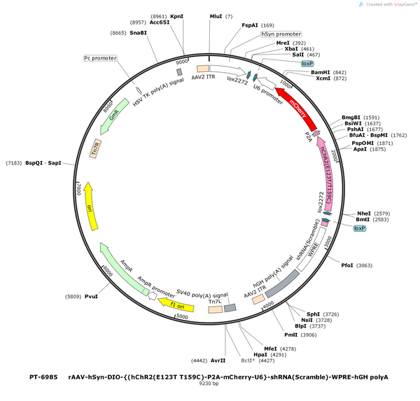 AAV-hsyn-DIO-(ChR2(E123T/T159C)-P2A-mCherry-bGH pA-U6)-shRNA