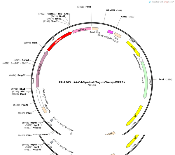 AAV-hSyn-HaloTag-mCherry-WPRES