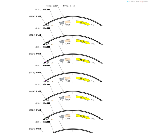 AAV-hSyn-Synaptophysin-mcherry-EGFP-WPREs