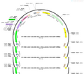 AAV-CAG-DIO-Kir2.1-MscL(G22S)-P2A-EGFP-WPREs
